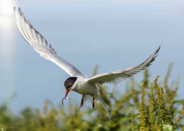 Kuzey Kutup sumrusu sterna paradisaea