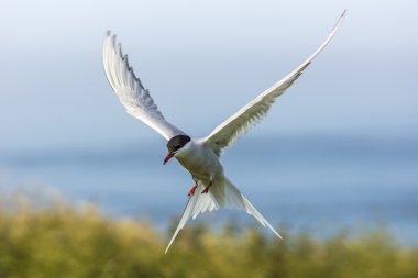 Kuzey Kutup sumrusu sterna paradisaea