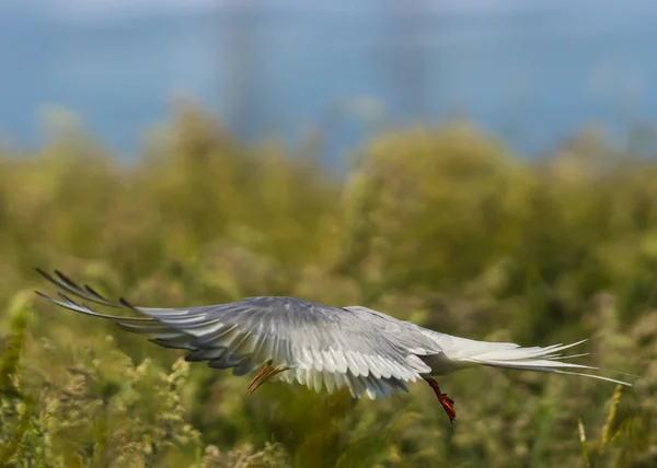 Arctic Tern sterna paradisaea — Stock Photo, Image