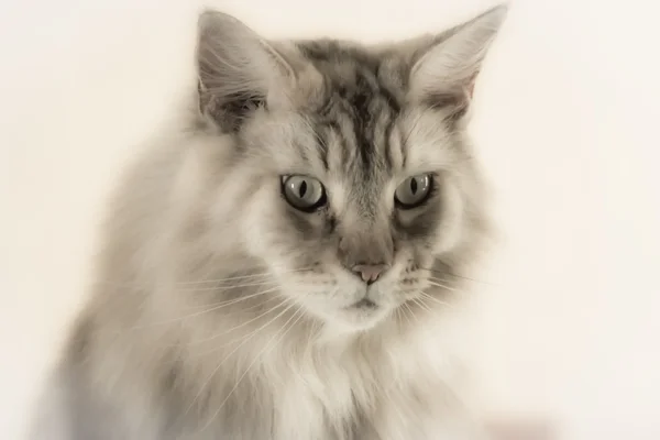 Mjukt fokus porträtt av en maine coon katt — Stockfoto