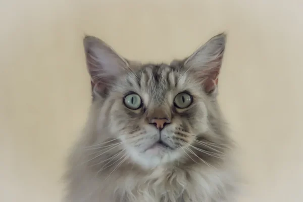 Mjukt fokus porträtt av en maine coon katt — Stock fotografie