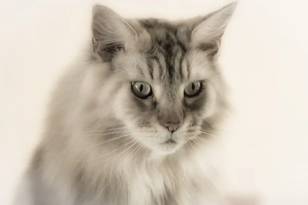 Retrato de enfoque suave de un gato de Maine Coon Imagen De Stock