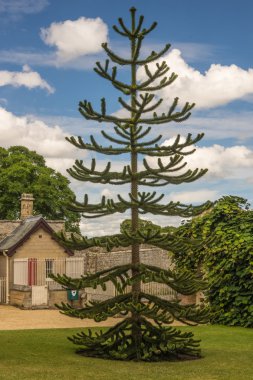 Araucaria araucana maymun puzzle ağacı