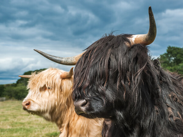 Highland Cattle