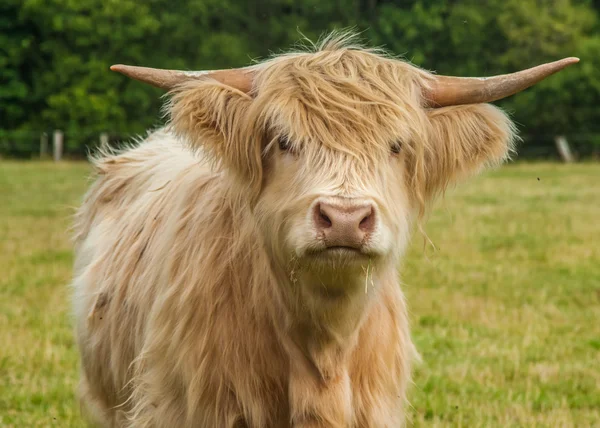 Highland Cattle — Stock Photo, Image