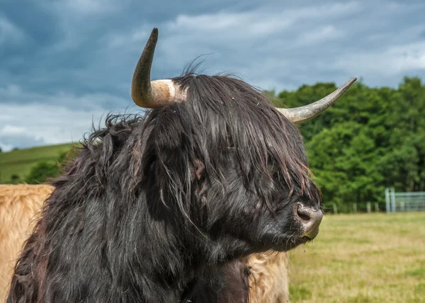 Highland Cattle — Stock Photo, Image