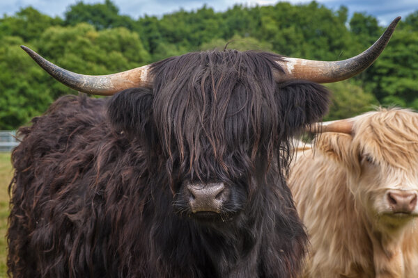 Highland Cattle