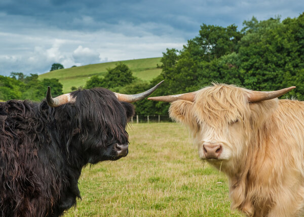 Highland Cattle
