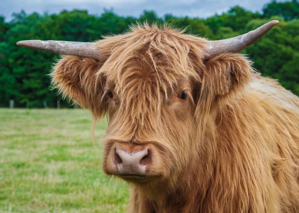 Highland Cattle — Stock Photo, Image