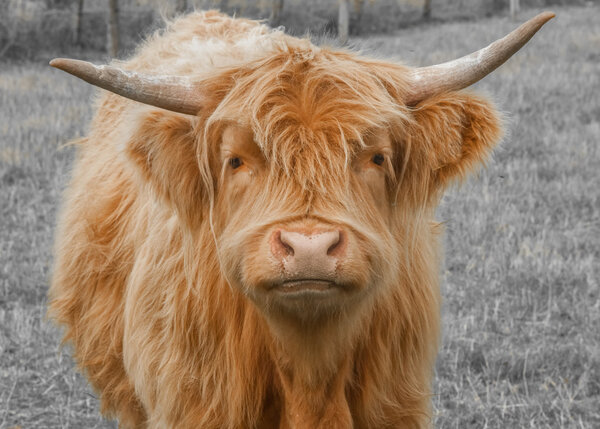 Highland Cattle