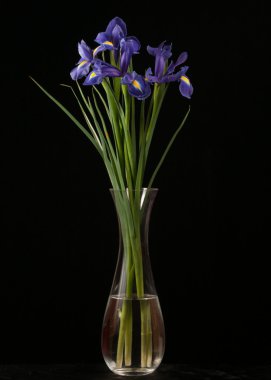 siyah arka plan üzerine canlı mor iris