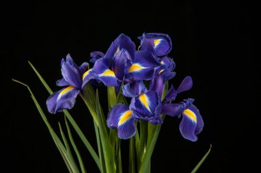 siyah arka plan üzerine canlı mor iris