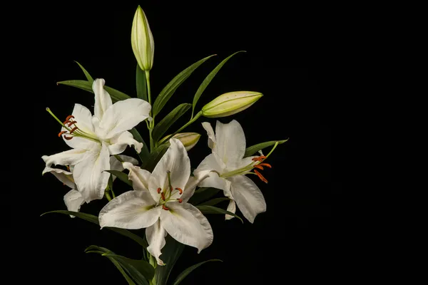 Weiße Lilie auf schwarzem Hintergrund — Stockfoto