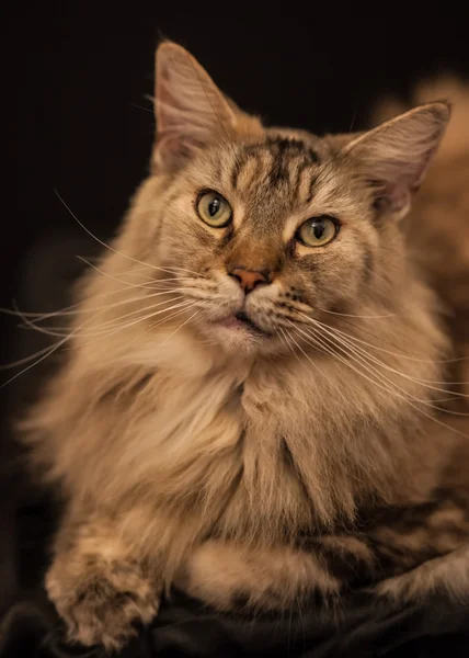 Yetişkin maine coon kedi — Stok fotoğraf