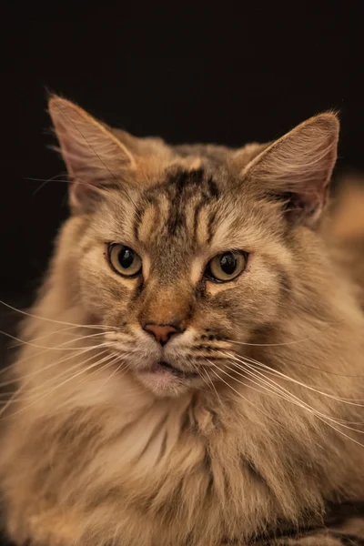 Yetişkin maine coon kedi — Stok fotoğraf