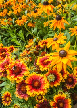 siyah gözlü susan rudbeckia hirta çiçek