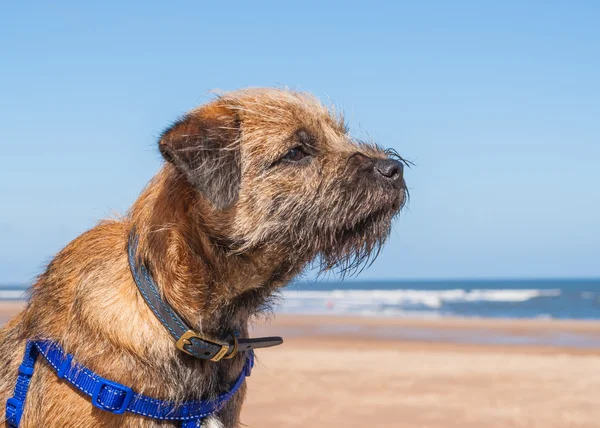 Border Terrier mit Trainingsgeschirr am Strand — Stockfoto
