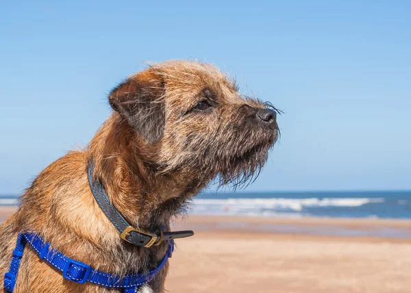 Borderterrier med utbildning sele på stranden — Stockfoto