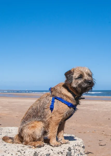 Fronteira Terrier com arnês de treinamento na praia — Fotografia de Stock