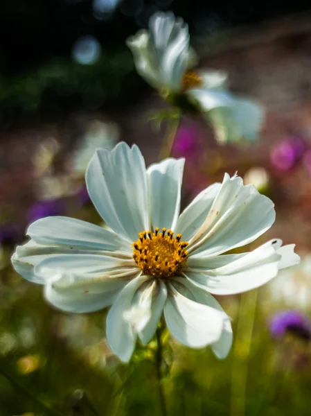 Foto de estilo retro de una flor de margarita blanca —  Fotos de Stock