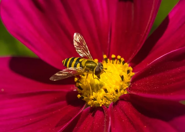 Hoverfly sur une fleur rouge . — Photo