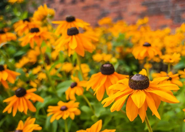 Schwarzäugige Susan Rudbeckia hirta Blüten — Stockfoto