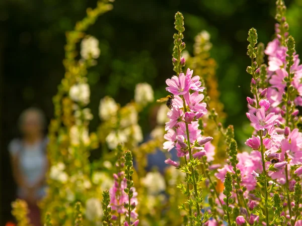 Αφηρημένη φωτογραφία ρετρό στυλ ενός κήπου λουλουδιών καλοκαίρι Royalty Free Εικόνες Αρχείου