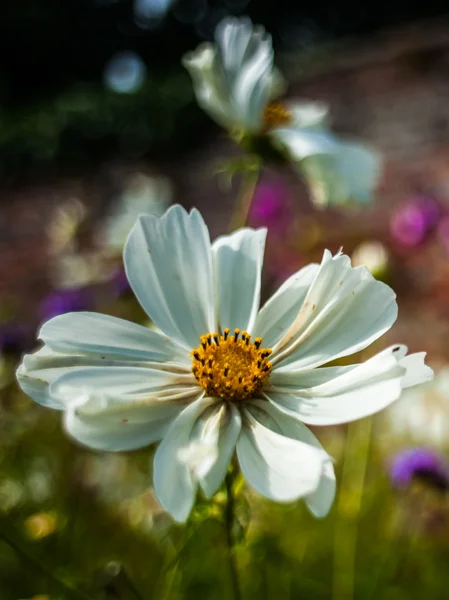 Foto de estilo retro de una flor de margarita blanca Fotos De Stock Sin Royalties Gratis