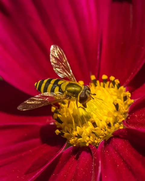 Hoverfly σε ένα κόκκινο λουλούδι. Φωτογραφία Αρχείου