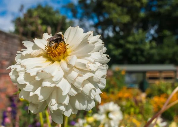 Jardín de verano con abejorros en un crisantemo blanco Imagen De Stock