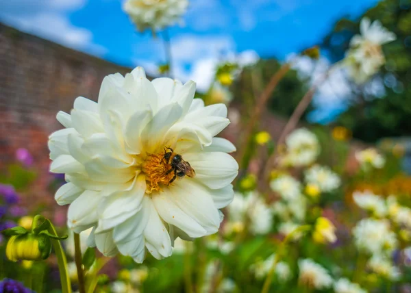 Jardín de verano con abejorros en un crisantemo blanco Imagen De Stock