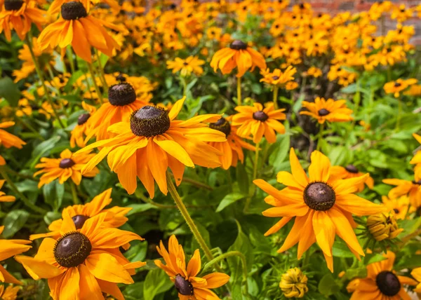 Μαύρα eyed susan rudbeckia hirta λουλούδια Φωτογραφία Αρχείου