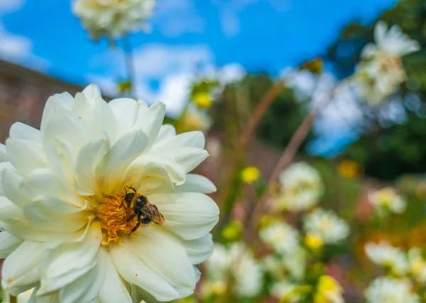 Καλοκαιρινό κήπο με αγριομελισσών για ένα λευκό χρυσάνθεμο Royalty Free Φωτογραφίες Αρχείου