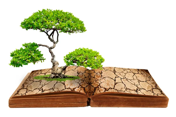 bir kitaptan büyük ağaç büyüme