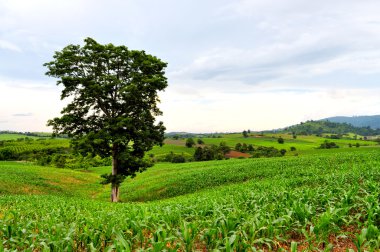 büyük bir ağaç ile yeşil alan