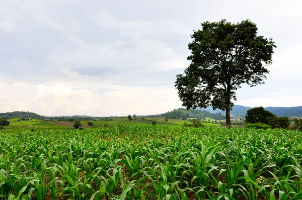 büyük bir ağaç ile yeşil alan