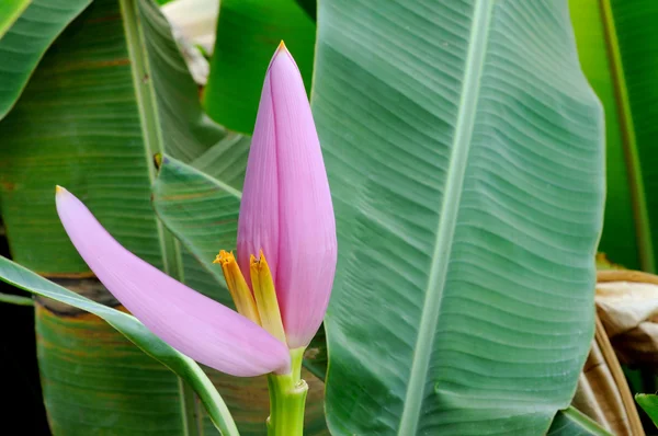 केळी फूल — स्टॉक फोटो, इमेज