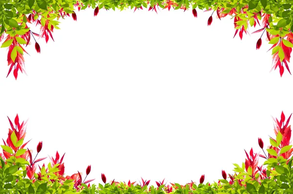 Cornice foglie isolata su sfondo bianco — Foto Stock