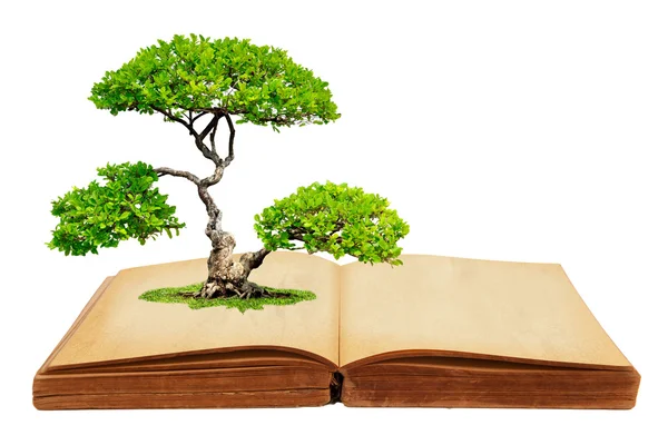 The big tree growth from a book — Stock Photo, Image