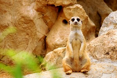 meerkat ayakta