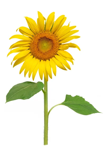 Sun flower blooming — Stockfoto