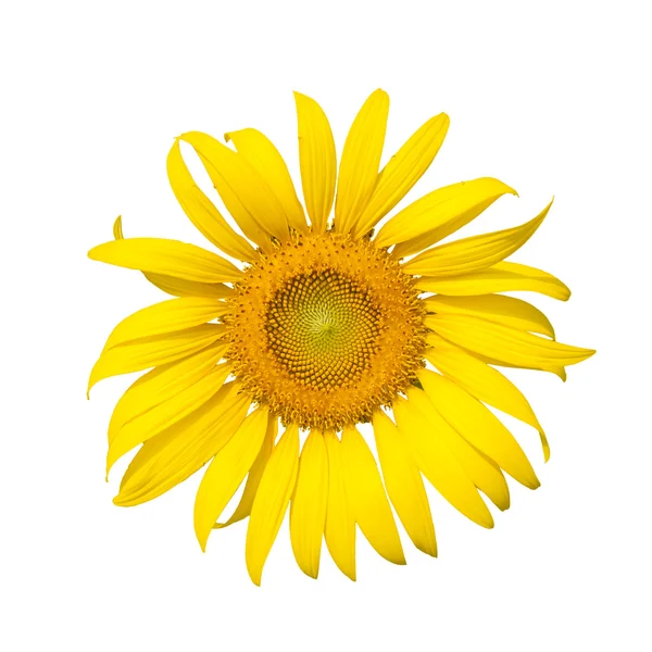 Sonnenblume blüht — Stockfoto