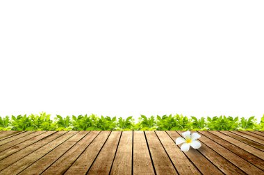 Plumeria frangipani çiçek ahşap yürüyüş yolu