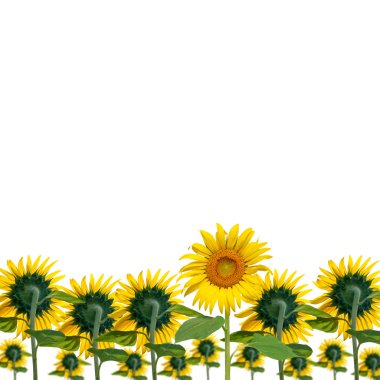 Güneş çiçek çiçeklenme