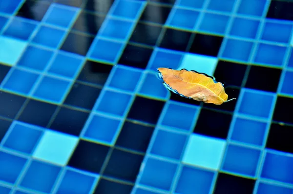 Piscina azul com folhas amarelas flutuando na água . — Fotografia de Stock