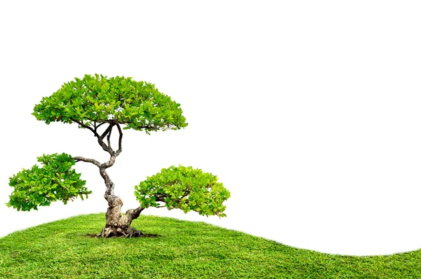 A árvore grande e grama verde — Fotografia de Stock