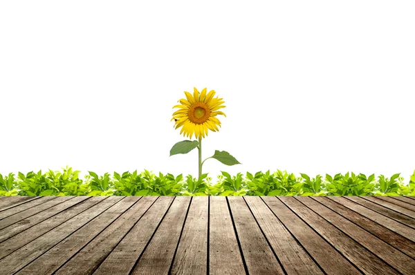 Houten vloer met groene gras en zonnebloem bloeien — Stockfoto