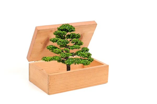 The tree is going out of the wooden box — Stock Photo, Image