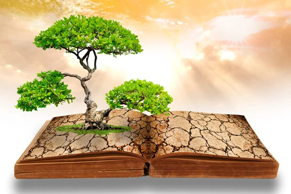 Bir kitaptan büyük ağaç büyüme — Stok fotoğraf