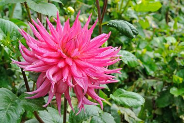 pembe dahlia closeup